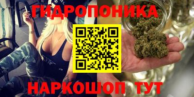 шишки Заволжье